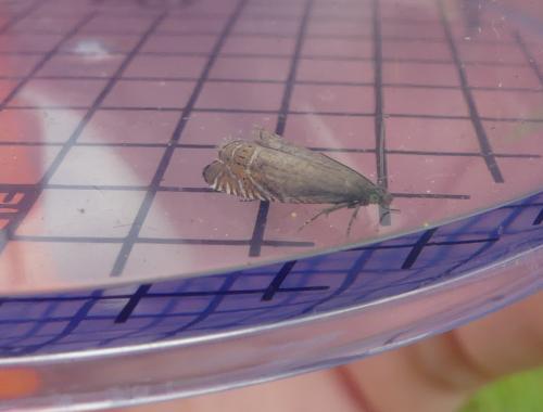 Réf. 343 249 : Grapholita gemmiferana